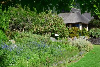 Anchusa capensis in the summer display at Kirstenbosch