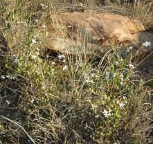 Growing in rocky habitat