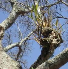 Growing in tree