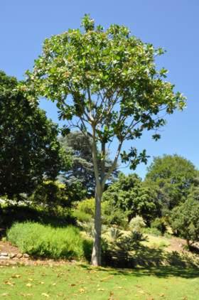 25 year old tree at Kirstenbosch