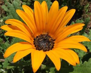 Arctotis acaulis flower - orange with black spots