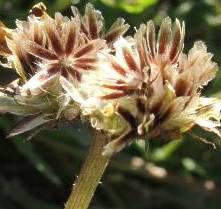 A. acaulis seeding scaly pappus