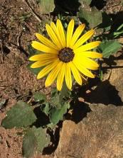 Wild yellow A. acaulis growing in habitat Oukraal Kalk Bay