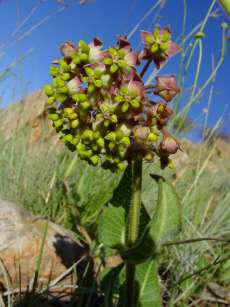 Asclepias albens