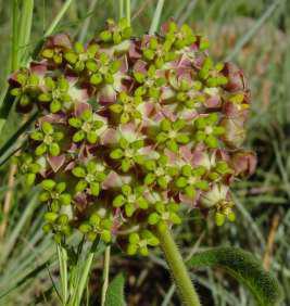 Asclepias albens