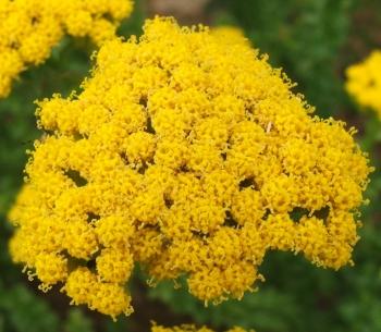 Athanasia dentata, golden yellow flowers in showy, flat, honey-scented flowerheads.