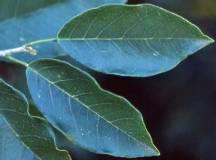 Baphia racemosa leaves