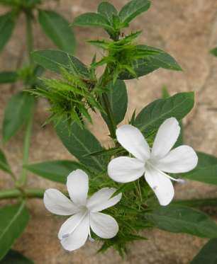 Plant in flower