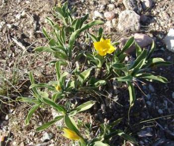 Barleria dinteri