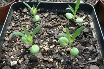 Seedlings