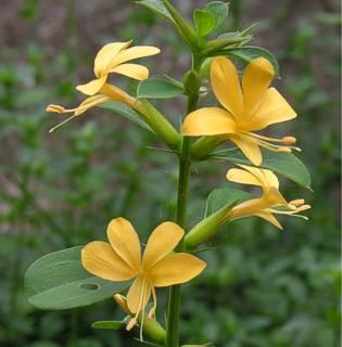 Barleria ameliae flowers and foliage