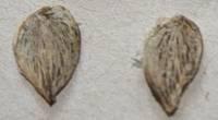 Barleria ameliae seeds