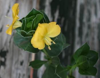 Flowers and leaves B.randii