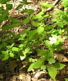 Barleria scindens ground cover