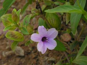 Barleria mackenii