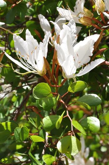 Bauhinia bowkeri