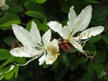 Bauhinia bowkeri, sweet-scented white flowers in early summer