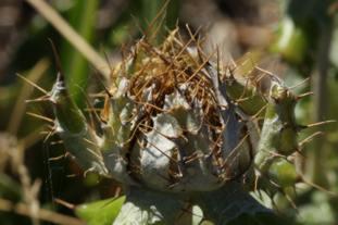 B. barbata seed head