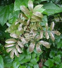 Glossy new leaves. Photograph Geoff Nichols