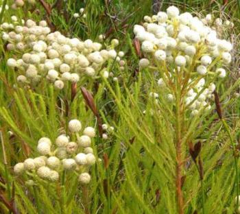 Berzelia abrotanoides in flower