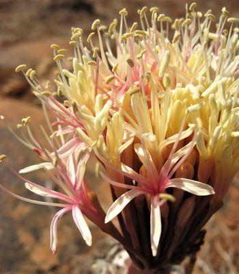 Flowers of Boophone haemanthoides subsp. ernesti-ruschii (Hendrik van Zijl)