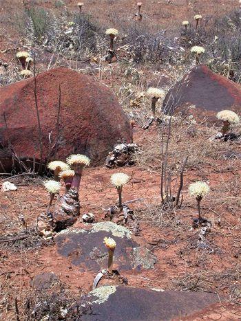 Boophone haemanthoides subsp. ernesti-ruschii flowering among dolerite stones (Hendrik van Zijl).