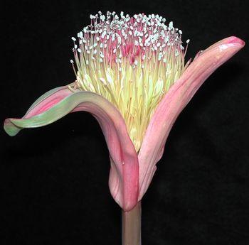 Close-up of flower head of Boophone haemanthoides subsp. haemanthoides (Graham Duncan)