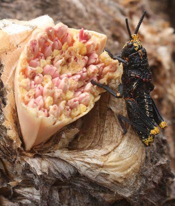 Koppie Foam Grasshopper feeding on flower buds of Boophone haemanthoides subsp. haemanthoides (Graham Duncan)