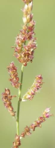 Brachiaria serrata