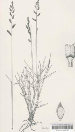 illustration of Brachiaria serrata