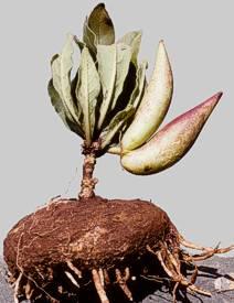 B. barberae tuber