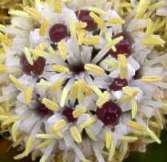 Nectar in flowers