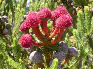 Flowers of Berzelia stokoei