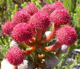 In flower