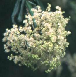 Inflorescence