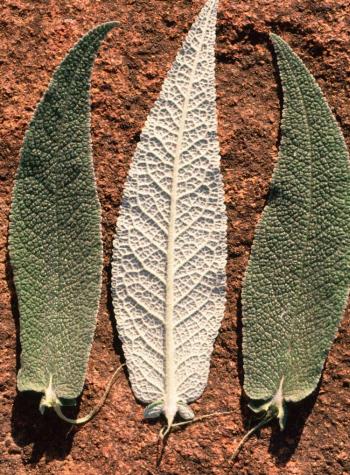 Buddleja salviifolia leaves