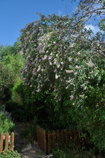 Buddleja salviifolia in a garden