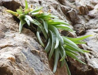 Bulbine cremnophila growing on a sandstone cliff in the Baviaanskloof (Eastern Cape) © G. Nichols 