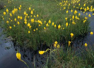 B.nutans near Nieuwoudtville