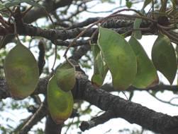 Burkea africana seed pods