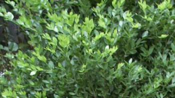 Foliage of Buxus macowanii