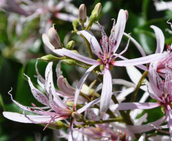 Calodendrum capense flowers