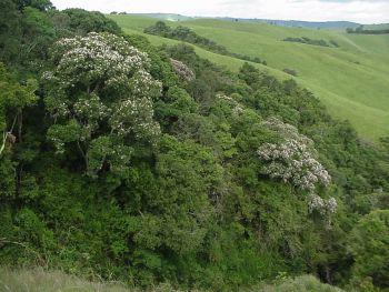 Growing in mist belt forest, Balgowan (Geoff Nichol)