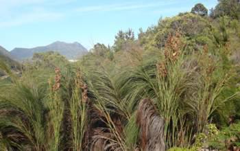 Growing at Constantia Neck in the Cape Peninsula