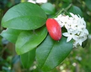 Carissa bispinosa. Photo Geoff Nichols