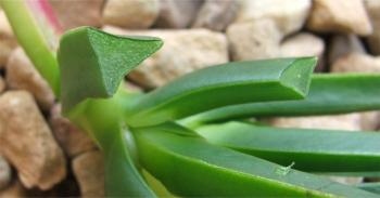 Leaves triangular in cross section