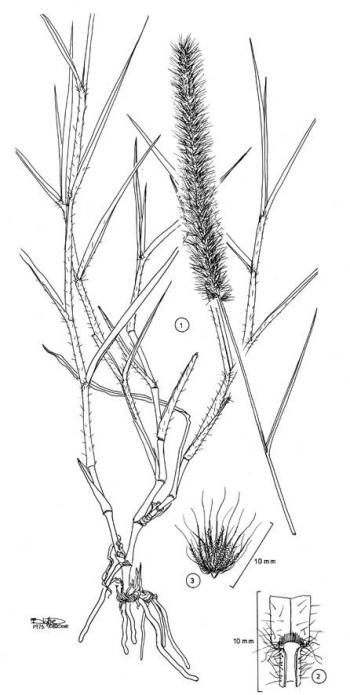 Cenchrus ciliaris illustrated diagram 