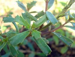 C. cernuum Whorl of sessile leaves