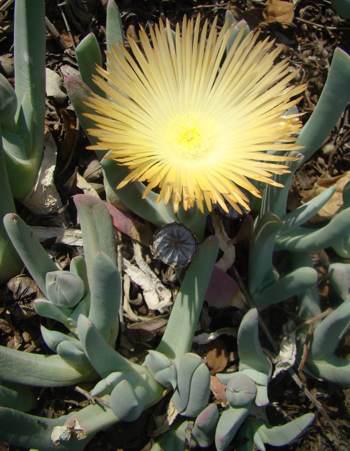 Cheiridopsis denticulata