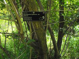 Bark and stem